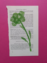 Load image into Gallery viewer, A green broccoli printed onto old book paper
